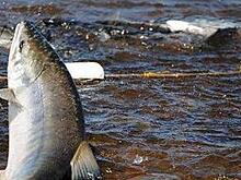 Кеты в нерестилищах Магаданских рек вполовину меньше, чем требуется