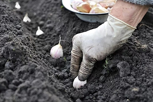 Замочить в навозной жиже: секреты посадки озимого чеснока раскрыли в Новосибирске