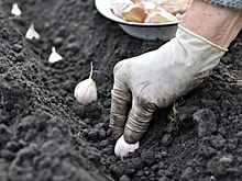 Замочить в навозной жиже: секреты посадки озимого чеснока раскрыли в Новосибирске