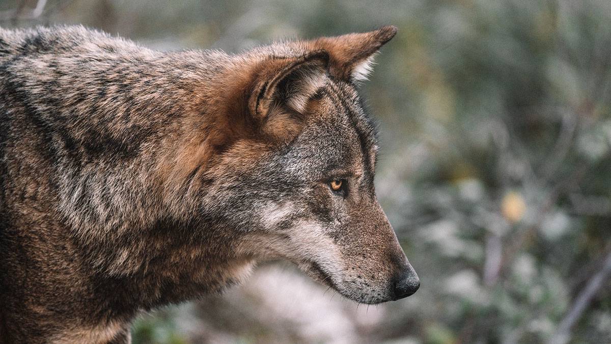 Волк загрыз одного человека и покусал еще троих в российском регионе
