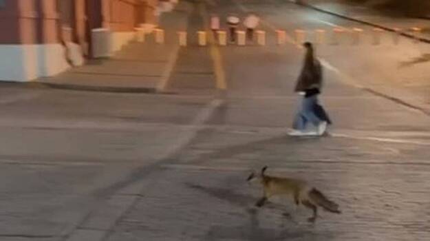 Лисицу заметили около Красной площади в Москве