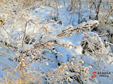 Тюменцев предупредили о заморозках до -5 градусов