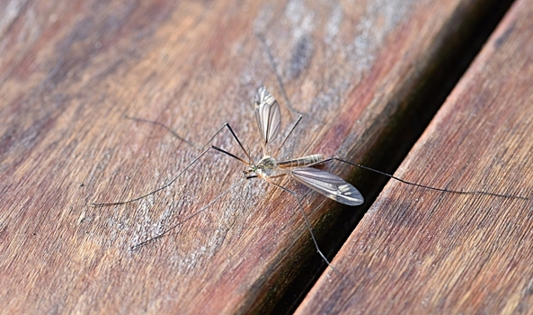 Комары заразили дирофиляриозом пятерых жителей Волгоградской области