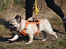 Владельцам собак рассказали о дополнительных мерах безопасности