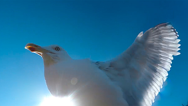 Укравшая камеру чайка сняла свое путешествие на видео