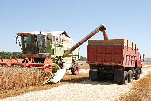 В Анапе проводят пробные покосы озимой пшеницы