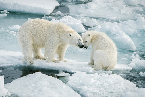 На ВДНХ презентуют новую программу «Роснефти» по изучению животных в Арктике