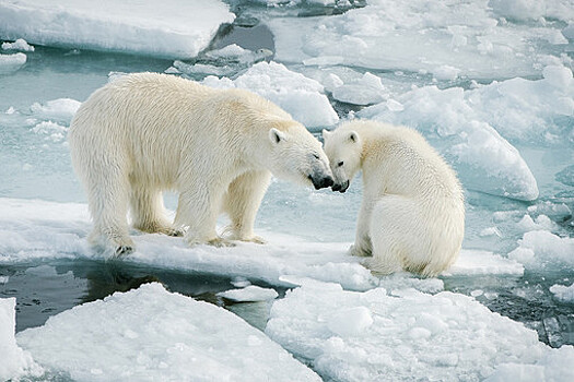 На ВДНХ презентуют новую программу "Роснефти" по изучению животных в Арктике