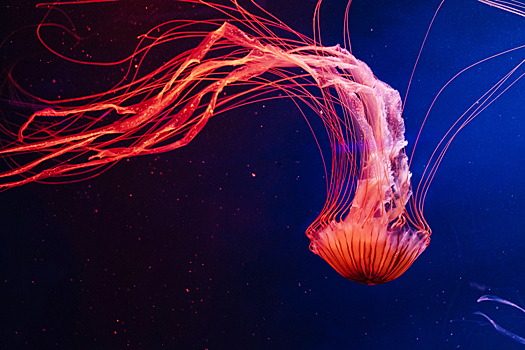 Ни мозгов, ни сердца: как живется медузам