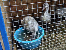 Спасенных в Сеяхе птиц передали на реабилитацию в приют «Дорога домой»
