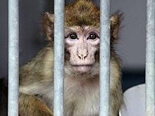 Компанию Илона Маска обвинили в жестоком обращении с животными