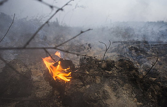 Площадь лесных пожаров в Сибири за сутки сократилась до 3,7 тыс. га