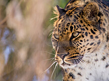 Дальневосточный леопард оставил отметку на любимом дереве амурского тигра