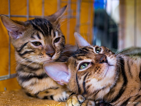 Фоторепортаж: десятки упитанных котиков показали свою красоту