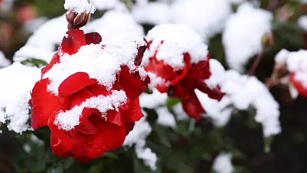 Цветники в Москве подготовили к зиме