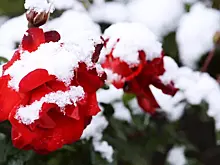 Цветники в Москве подготовили к зиме