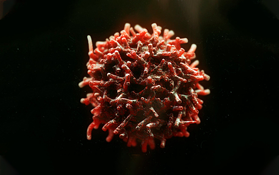 Животное по имени вирус: по ту сторону управления