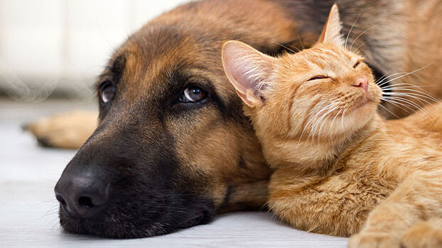 Ученые предположили, что может сниться собакам и кошкам