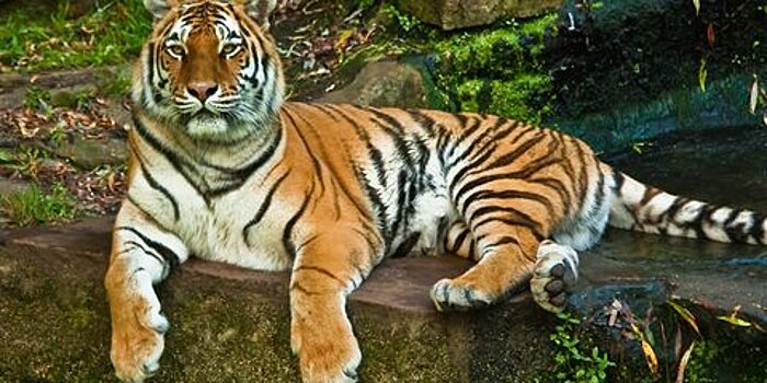 Численность амурских тигров рассчитывают увеличить до 700 особей