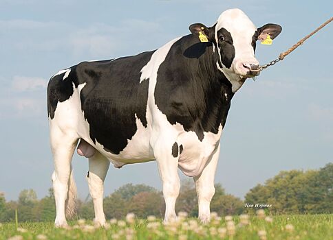 В США обновили породный базис и экономический индекс Net Merit: на что обратить внимание российским фермерам