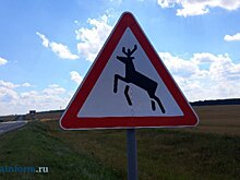 В Пензенской области резко участились ДТП с копытными животными
