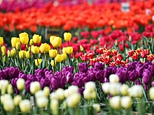 В Краснодаре большое шоу цветов: в одном месте зацвели 150 тысяч тюльпанов