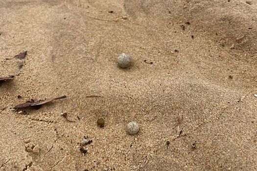 Айсберг из жира и фекалий испортил пляжи Сиднея