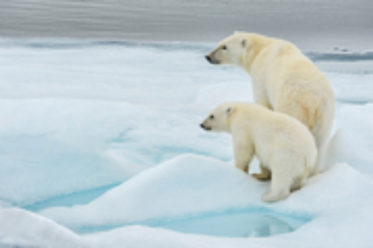 Почему белого медведя можно встретить у Северного полюса, но нельзя у Южного?