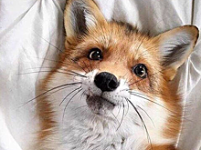 Баженов посоветовал москвичам не вступать в контакт с незнакомыми лисами