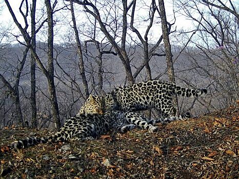 Ученые впервые получили фото кормящей самки дальневосточного леопарда