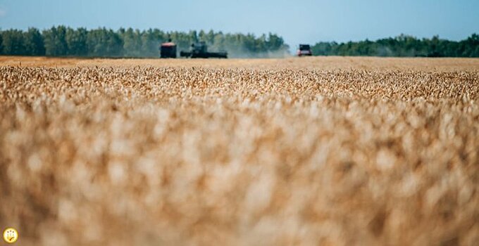 Порядка 1,5 тысяч рублей на каждую тонну реализованного в Чувашии зерна выплачивает государство