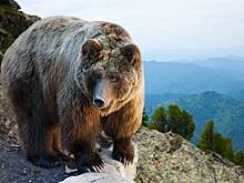 Ученые нашли «зимнюю квартиру» хозяина тайги