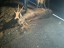 В Тверской области легковушка врезалась в лося