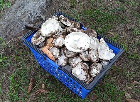 Сезон сбора белых груздей 2024 начался в Новосибирске