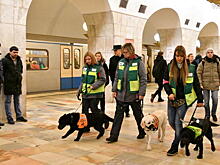 Знают все станции: собак-проводников тренируют в московском метро