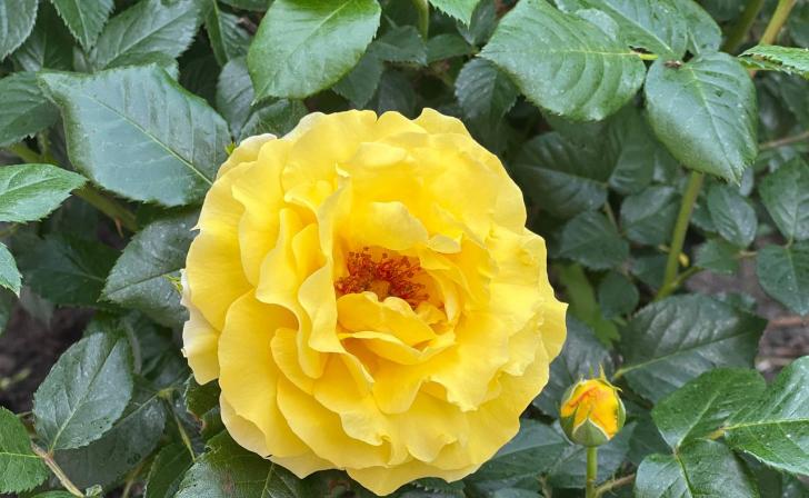 Пальмы, кактусы, тюльпаны и розы будут радовать белгородцев весной и летом