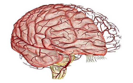 Американские ученые смогли изменить поток крови в мозге