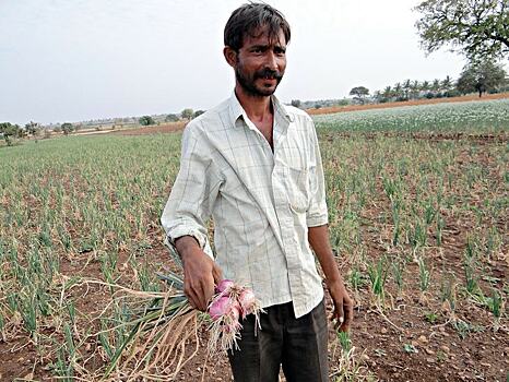 Почти 70 процентов от общего объема индийских агрохимикатов охвачены «черным списком»