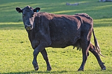 Шотландская непривередливая: изучаем особенности абердин-ангусской породы коров