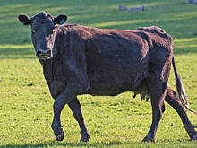 Шотландская непривередливая: изучаем особенности абердин-ангусской породы коров