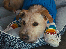 «Мерв»: комедия о бывших, которые лечат своего пса от депрессии