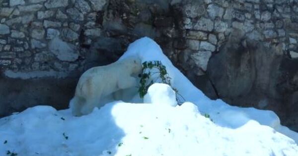 Полярный медведь норильске. Бишон фризе мальтипу. Белые медведи московский зоопарк 2022. Белый медведь. Белый подождать.