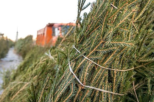 В Казани откроют 20 елочных базаров к новогодним праздникам