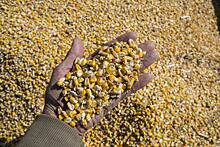 Приамурье обеспечит кукурузой Россию и Китай