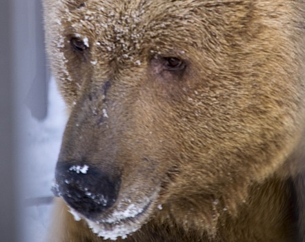 «Кто почешет спинку?»: в Екатеринбурге проснулись медведи