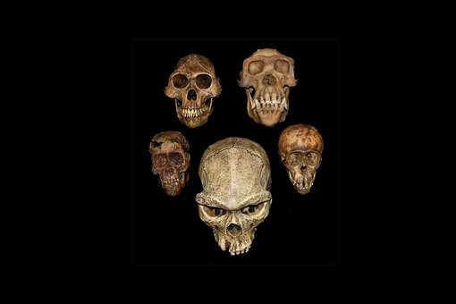 LiveScience: в Испании обнаружили 7 тыс. древних костей в подземной гробнице