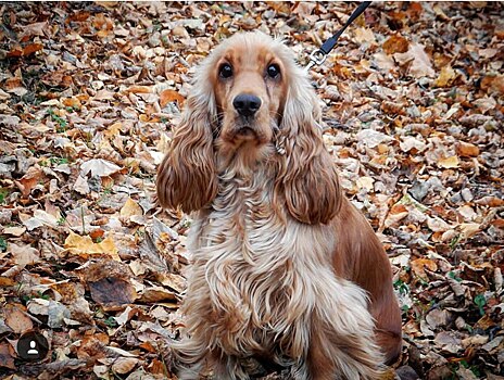 30 ноября отмечается Всемирный день домашних животных