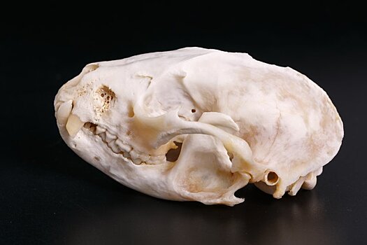 В Дарвиновский музей из Московского зоопарка поступил череп енота-полоскуна