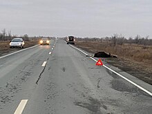 В Оренбуржье водитель «Ниссан» cбил лося