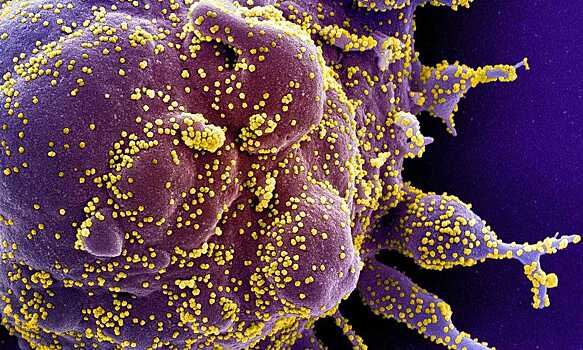 Геймеры помогут победить коронавирус